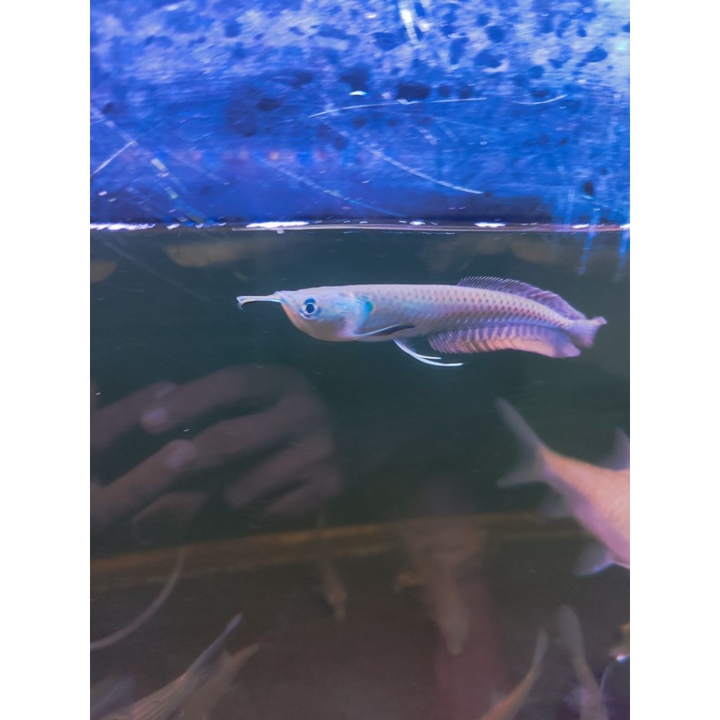 mainan ikan arwana silver red 13-14 cm
