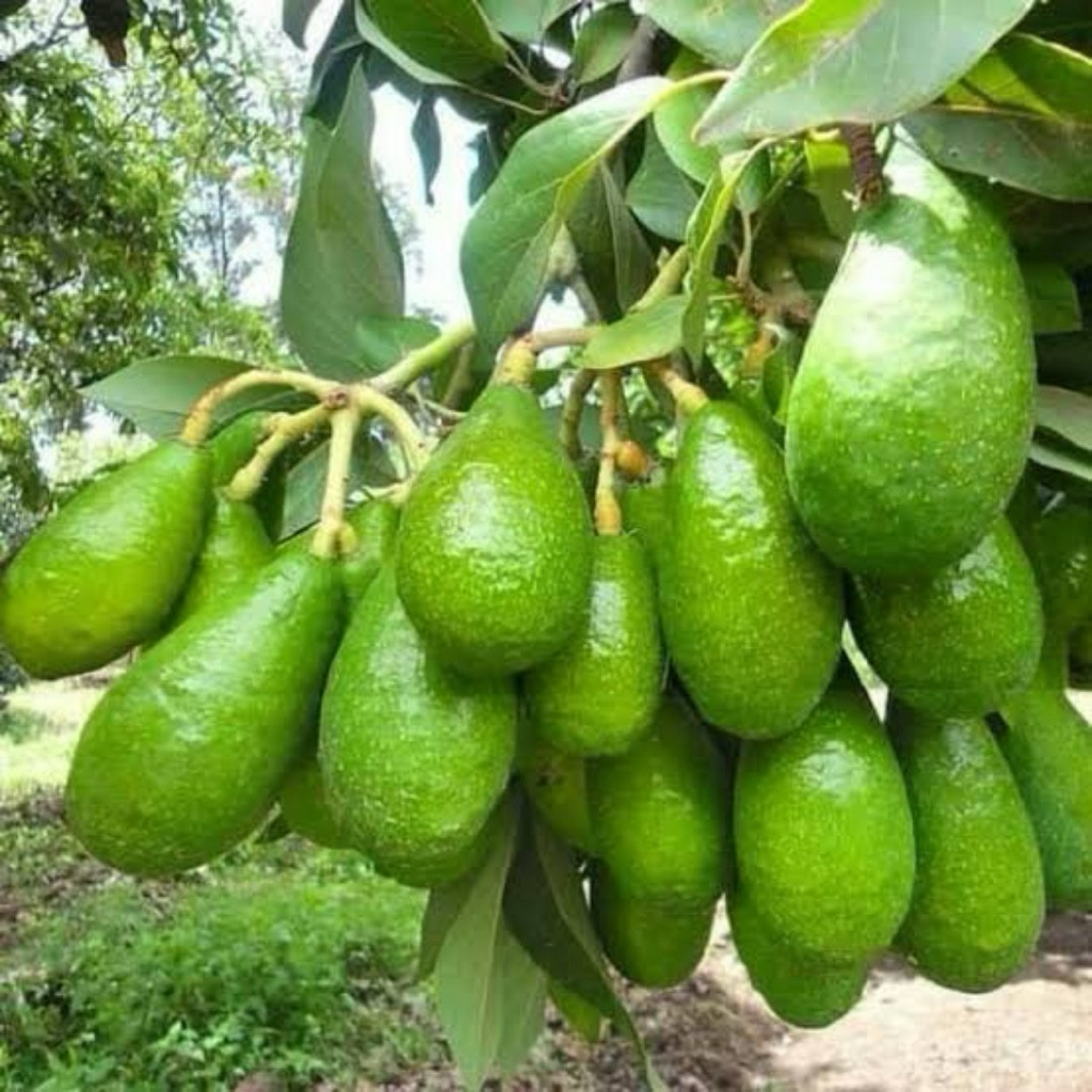 Bibit Alpukat kelud jumbo siap berbunga