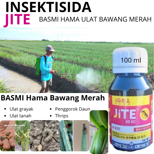 JITE - Insektisida Mengatasi Hama Ulat Grayak, Thrips pada Tanaman Bawang Merah, Cabai, Tomat, Padi 