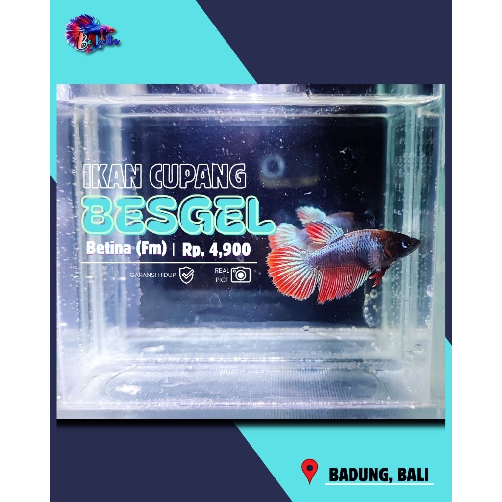 cupang betina (famale) besgel grade A usia 3+bulan