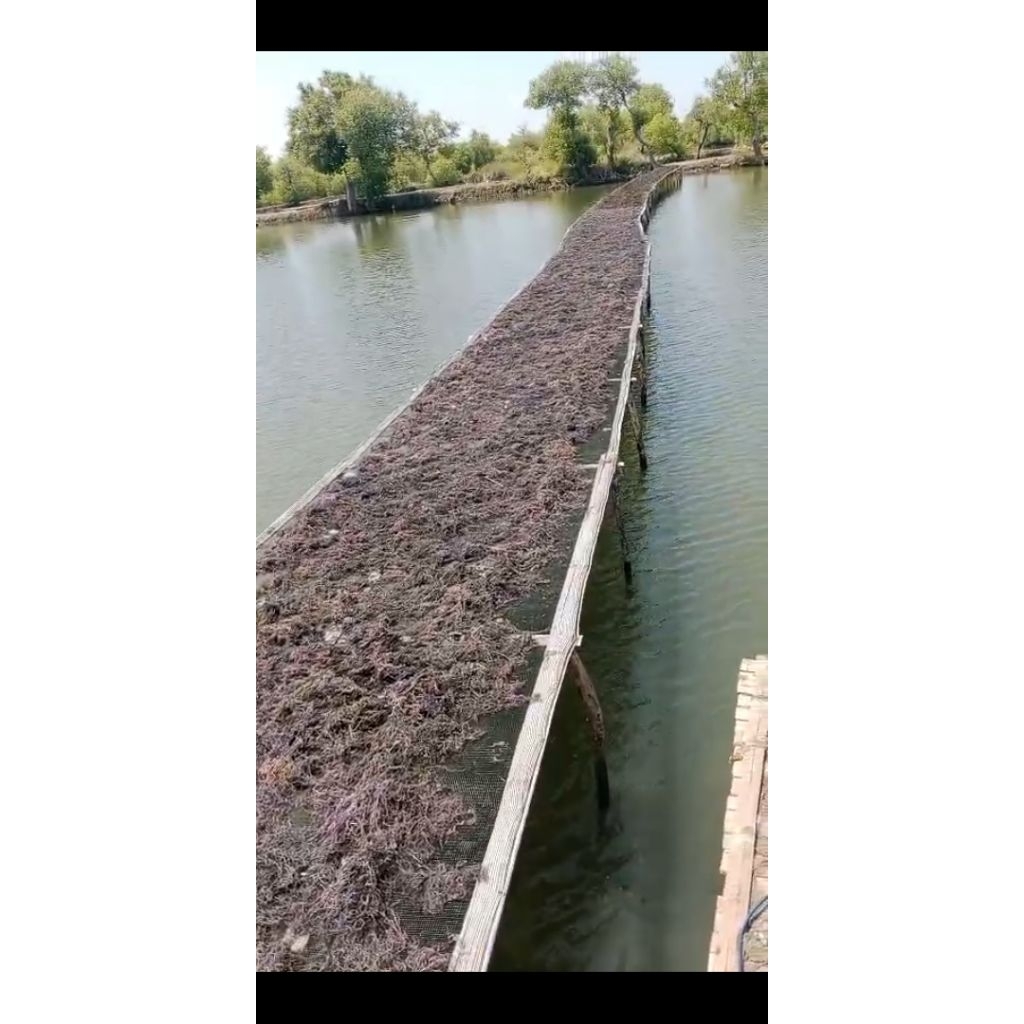 Rumput Laut Gracilaria kering 1kg bahan baku agar-agar/gudir