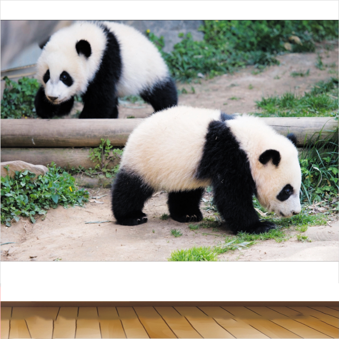 Dekorasi dinding gambar panda raksasa untuk ruang tamu, kamar tidur, asrama, kain hiasan dinding pan