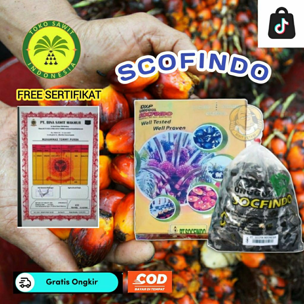bibit sawit scofindo unggul asli medan