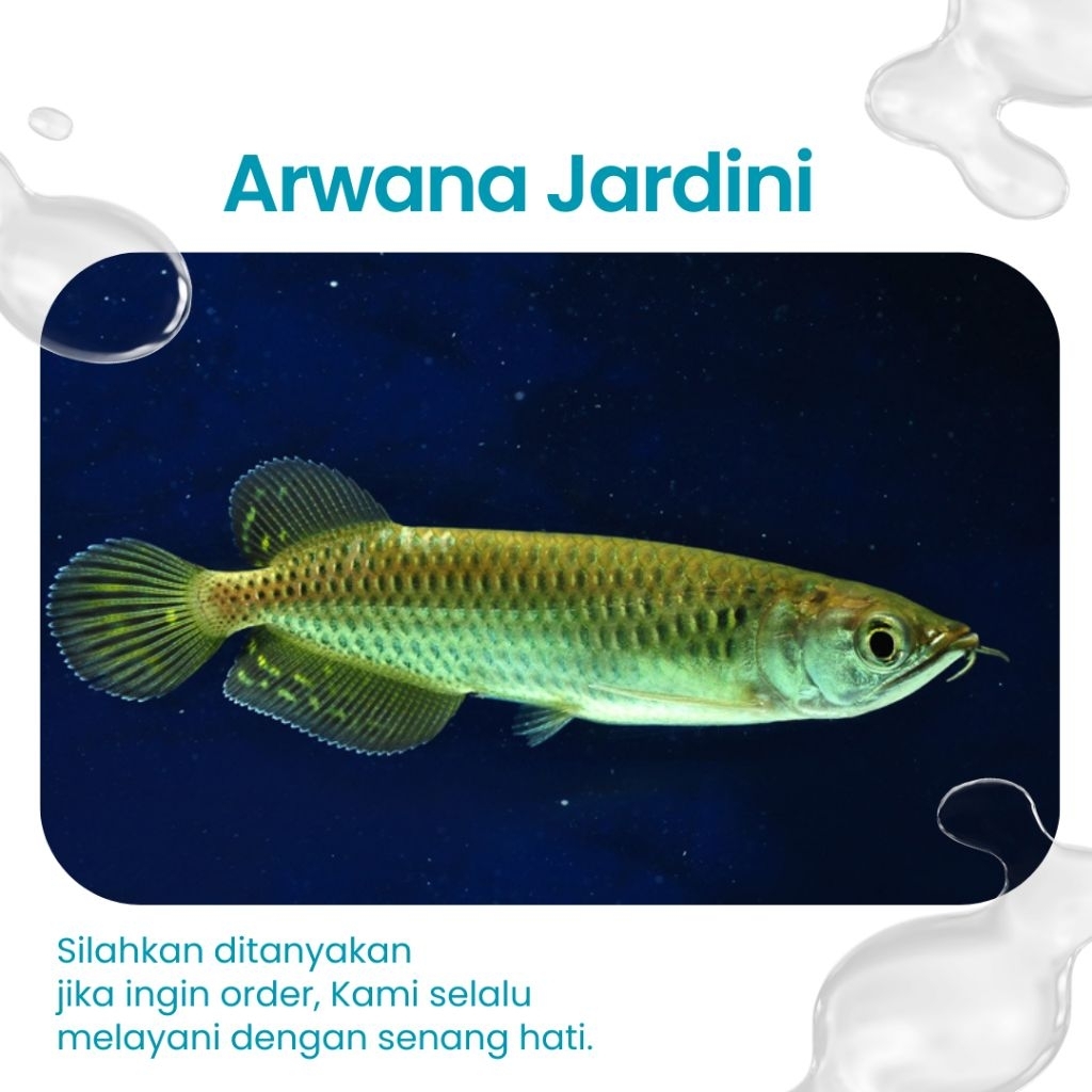 Ready Arwana Jardini size 15-20 CM ( Aksesoris Aquarium )