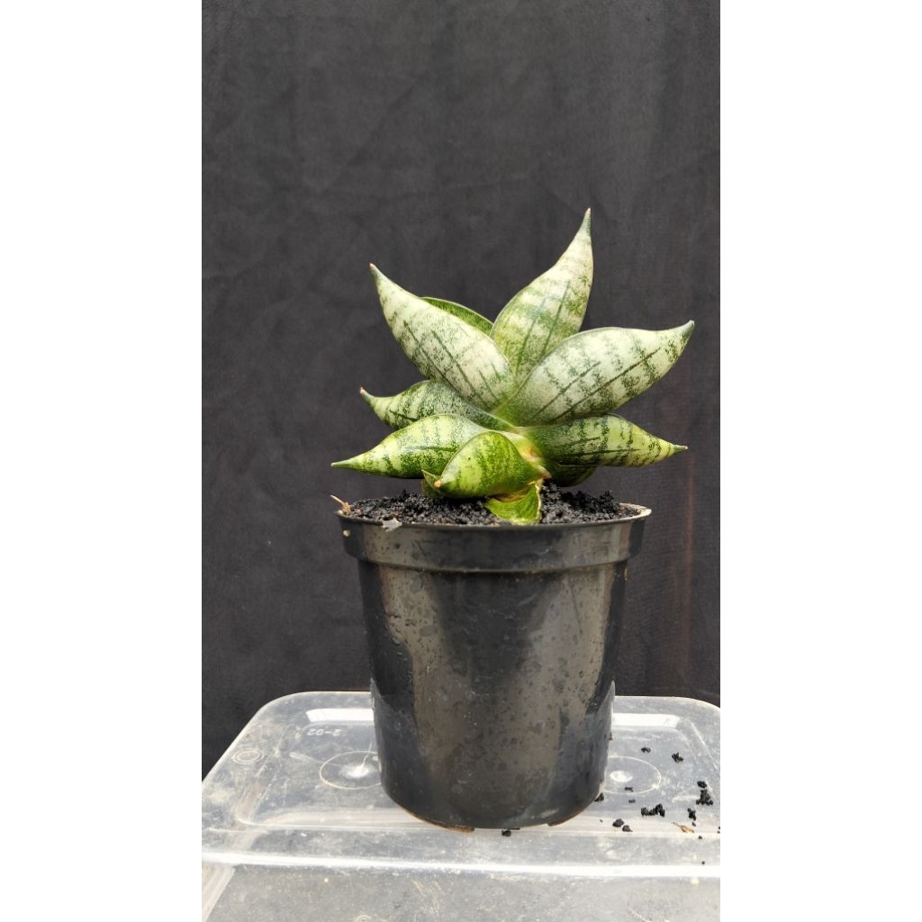 sansivera hybrid Gabriel x Cordova