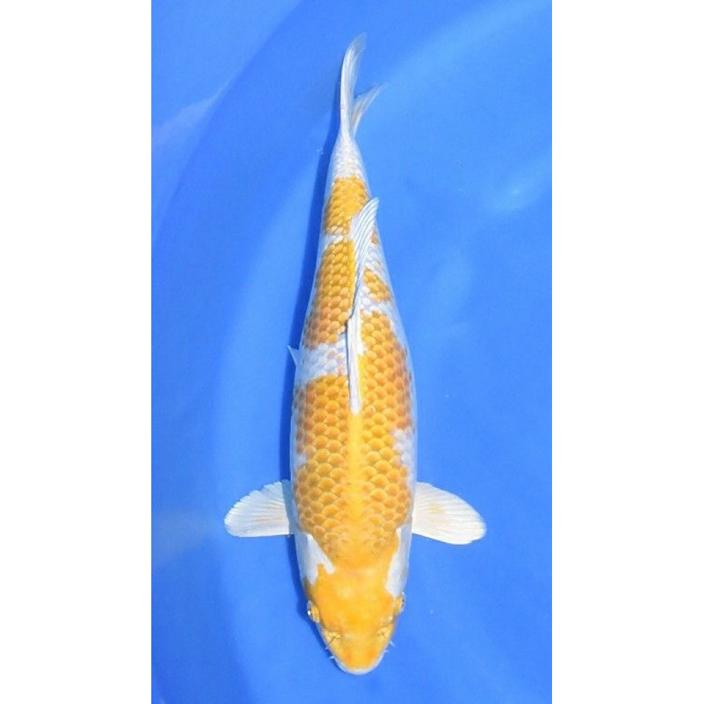 Koi Hariwake 20cm Berkualitas tinggi