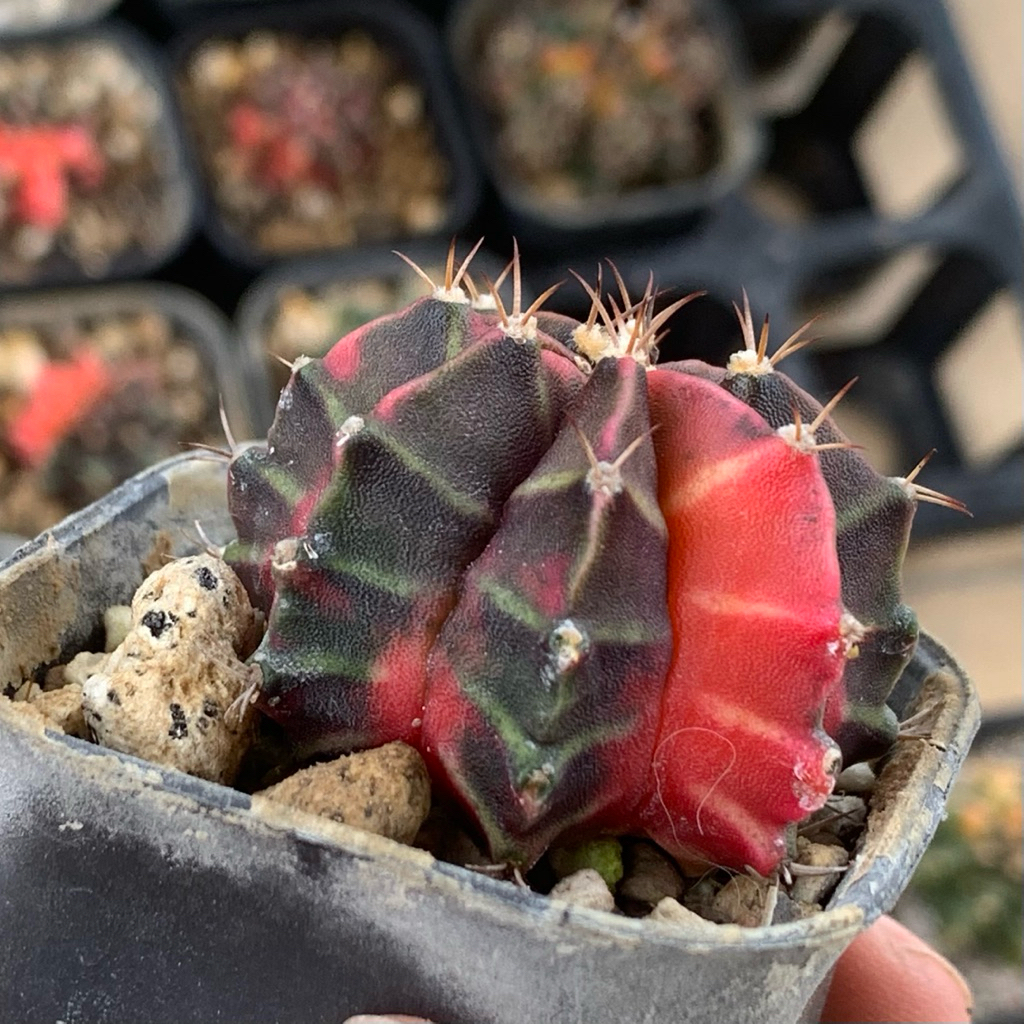 Gymno Miha var hybrid ( Kaktus Gymnocalycium Mihanovichii varigata