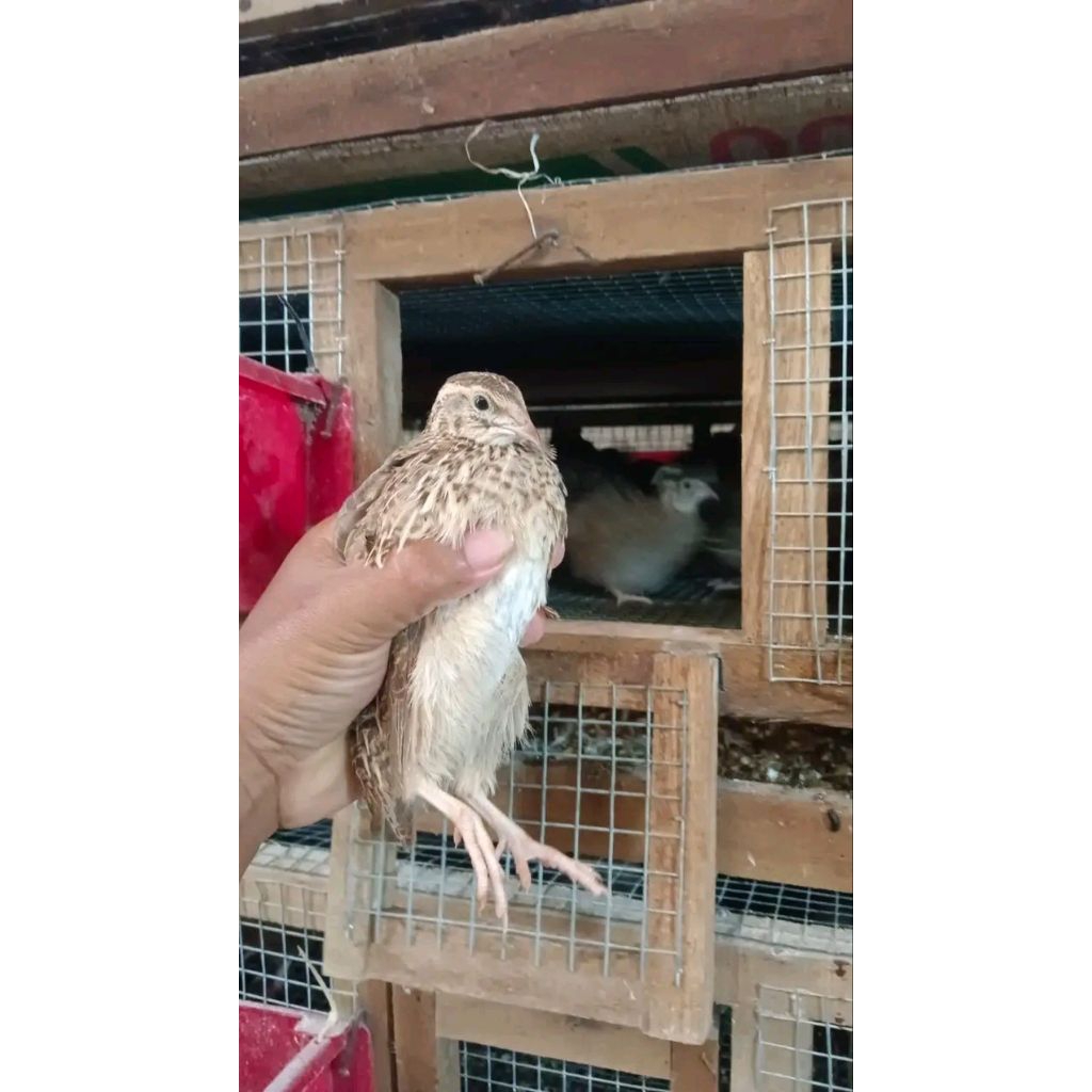 puyuh petelur puyuh betina siap telur