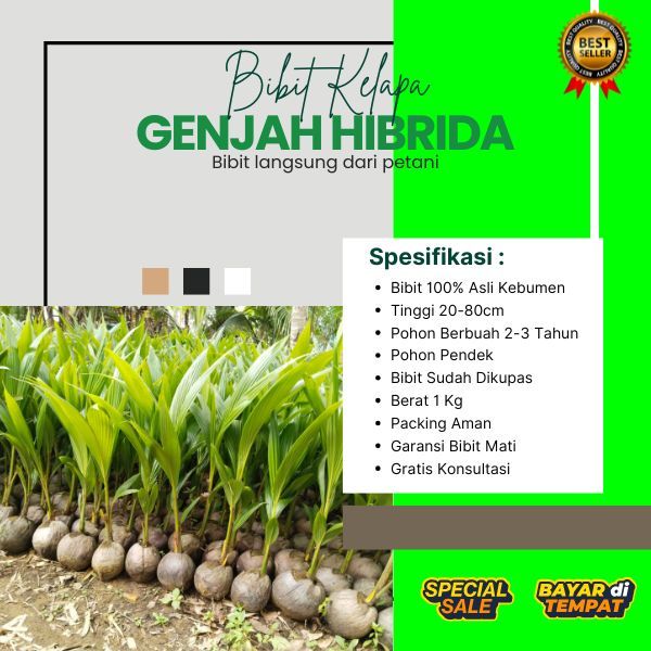 AIR NIRANYA BANYAK  Bibit Kelapa Hibrida Asli, Bibit Kelapa Hibrida Aceh