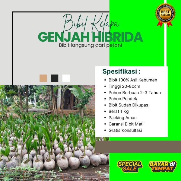 TERLARIS  Bibit Kelapa Hibrida Genjah, Bibit Kelapa Hibrida Hijau