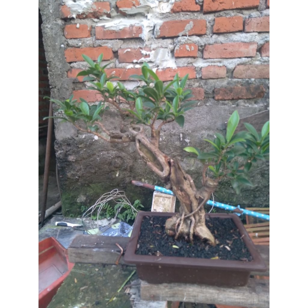 bonsai ficus Elegan medium (okulasi), real pict