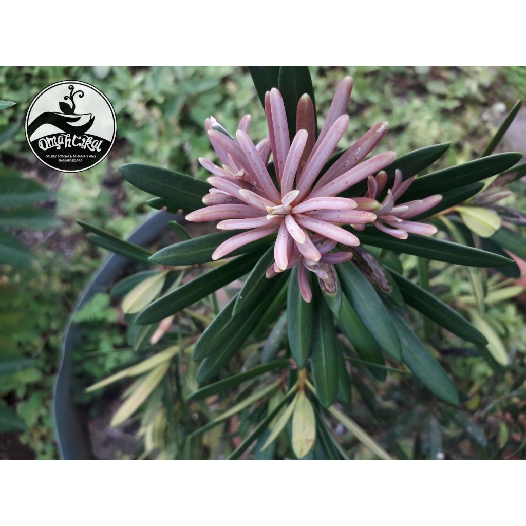 entres lohansung pucuk pink/entres daun lohansung pucuk pink/entres tanaman lohansung pucuk pink