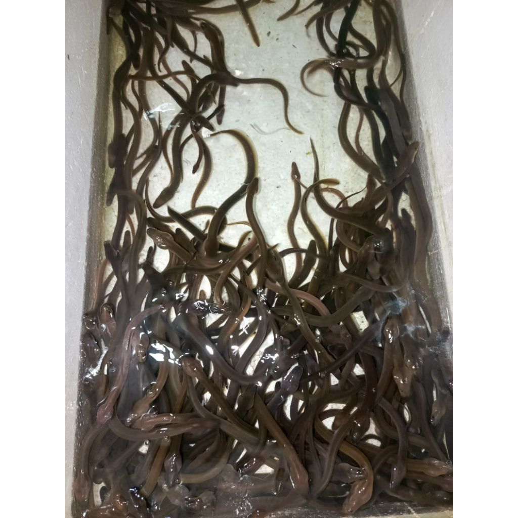 Bibit sidat 6 ekor ( 20 gr"+  per ekor ) Anguilla Bicolor