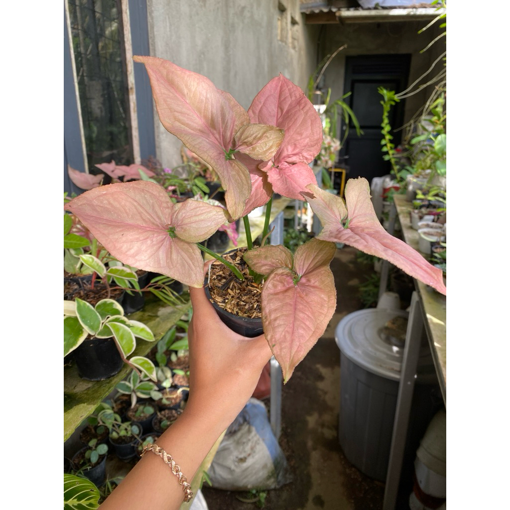 syngonium strawberry pink