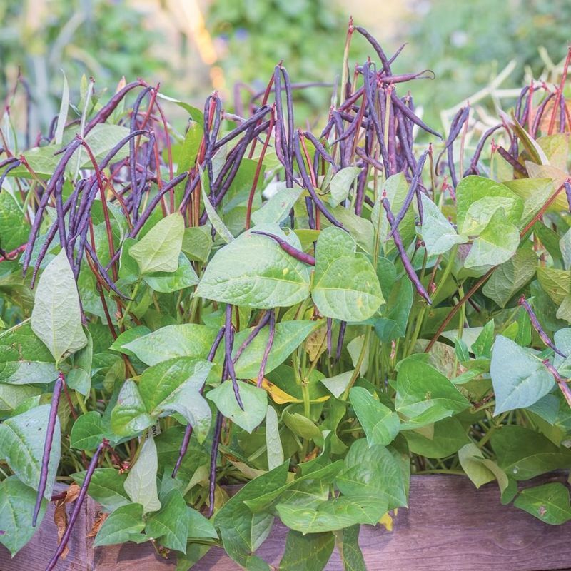 Online Seeds - 3000 Benih Kacang Tolo Merah / Otok / Landes / Dadap
