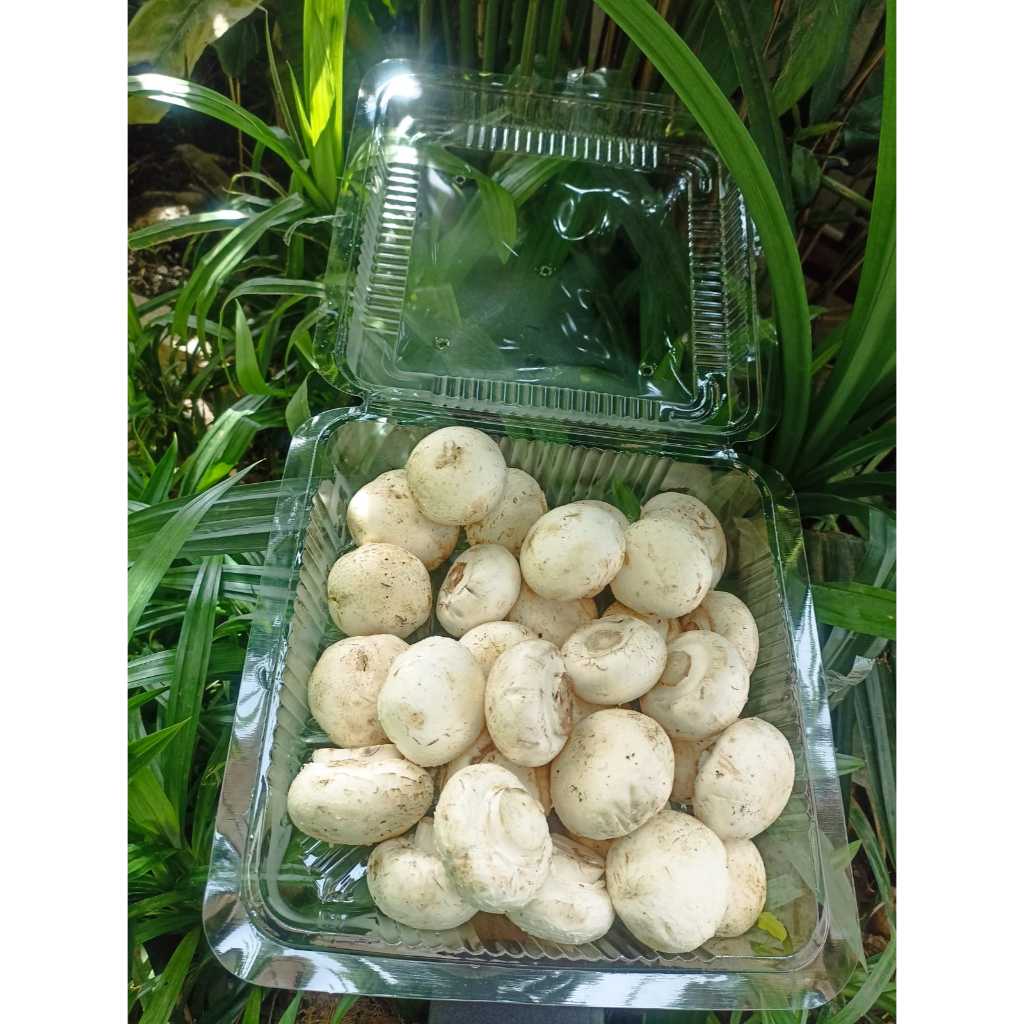 Jamur Champigon/Kancing-Mushroom Fresh
