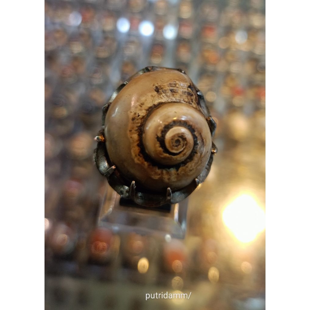 Cincin Fosil keong/ kol buntet  (Natural)