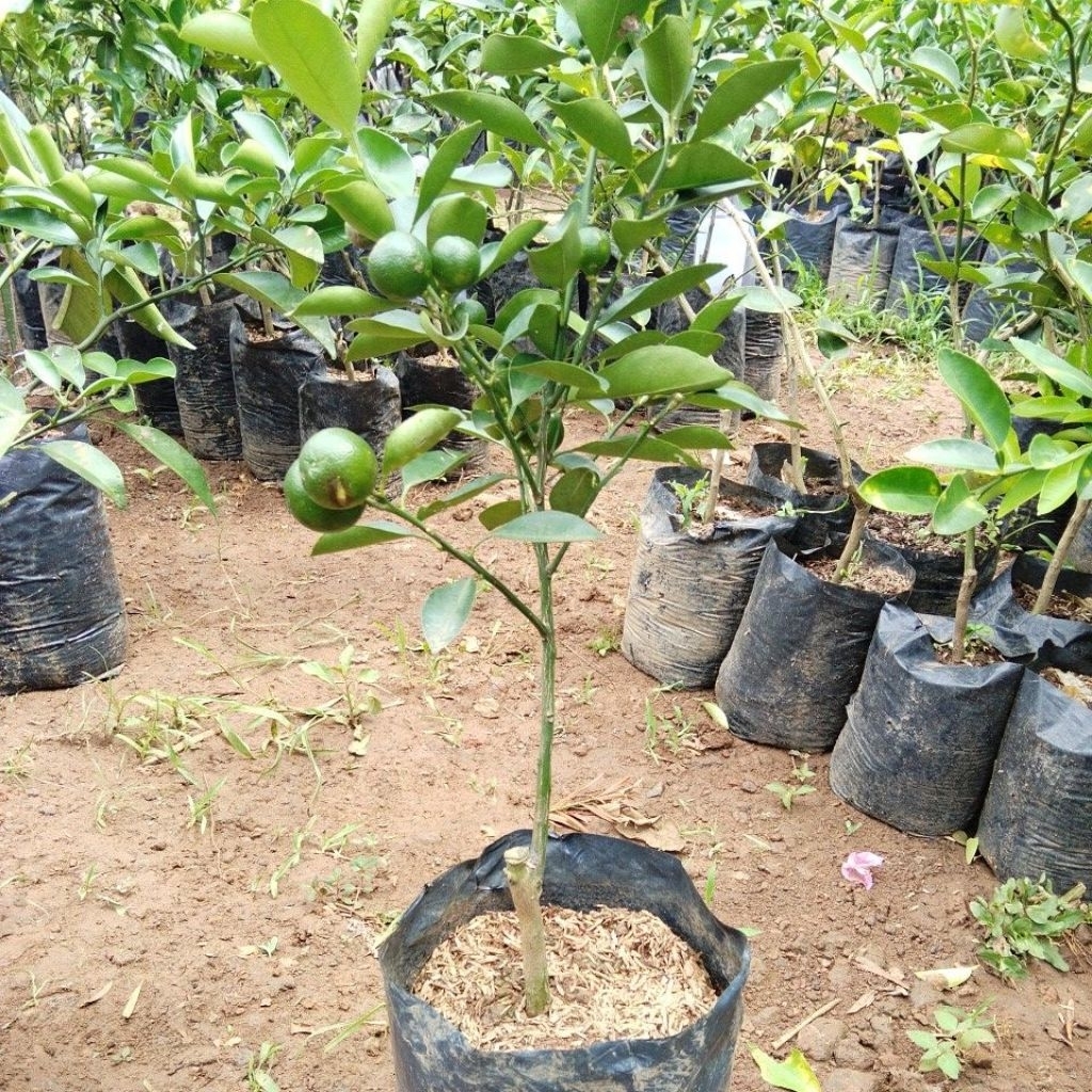JERUK KUNCI