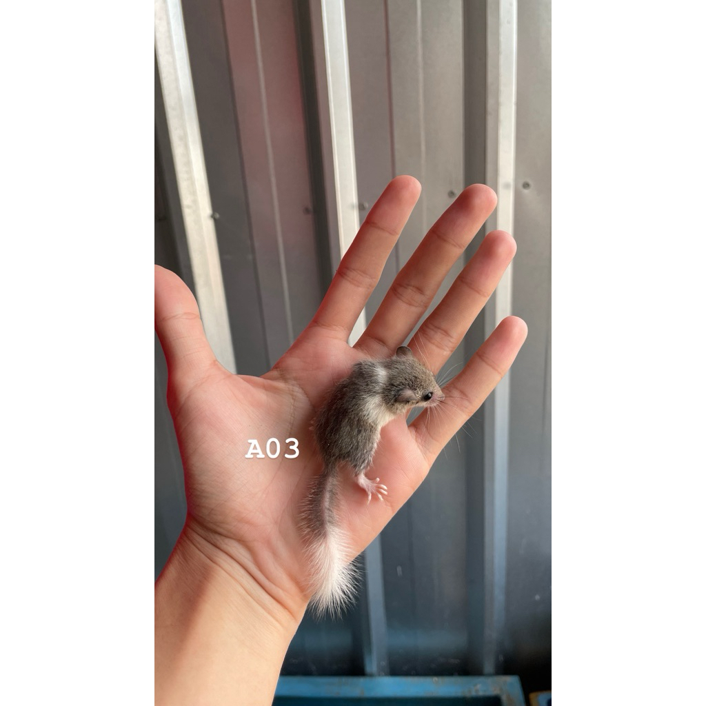 mainan african pygmy dormice