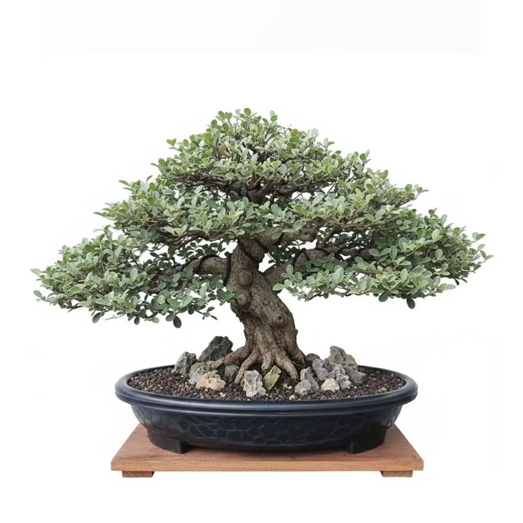 Pot plastik bonsai 40cm pot tanaman hias