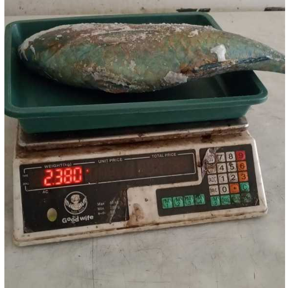 Ikan Kakatua/Napoleon frozen