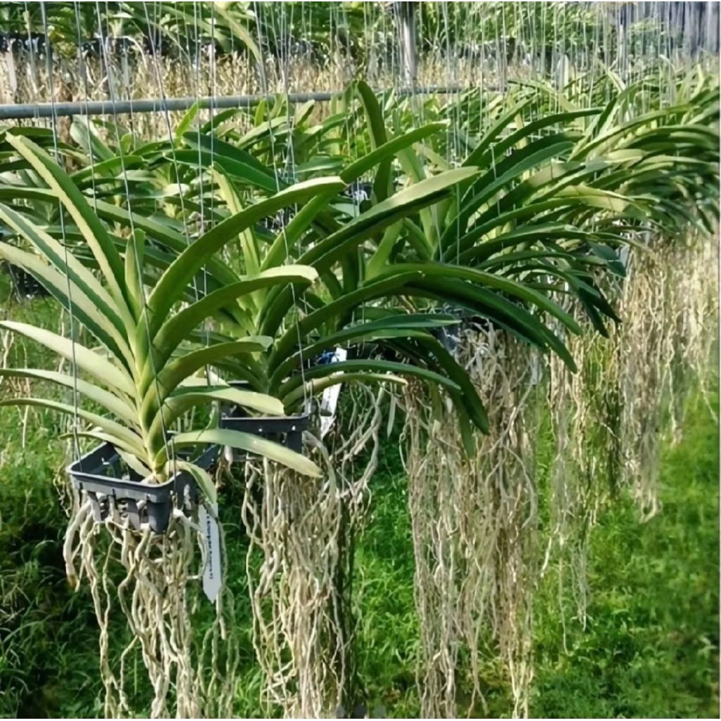 Anggrek Vanda/ anggrek vanda jumbo