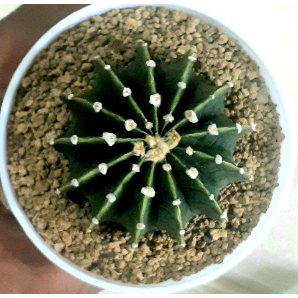 Kaktus Indukkan LB 2178 (ORI) 13 RIBS (+- 7 cm)/HARGA PROMO