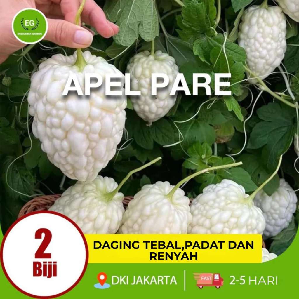 Benih Bibit apel Pare Putih HIGH MOON - Bibit Tanaman Sayur Sayuran Pare Paria Unik Pare Raden Gamba