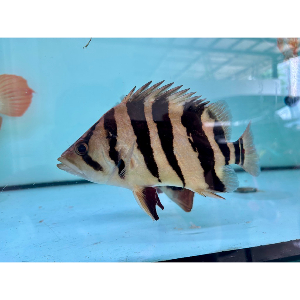 DATZ TIGERFISH 4 BAR 18-19cm