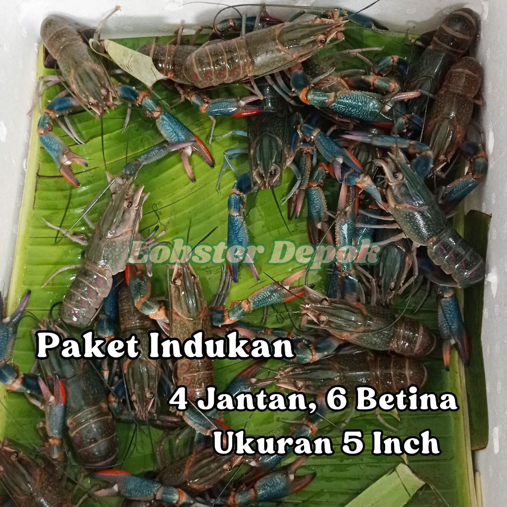 Paketan Lobster Air Tawar Indukan, Uk. 5 inch