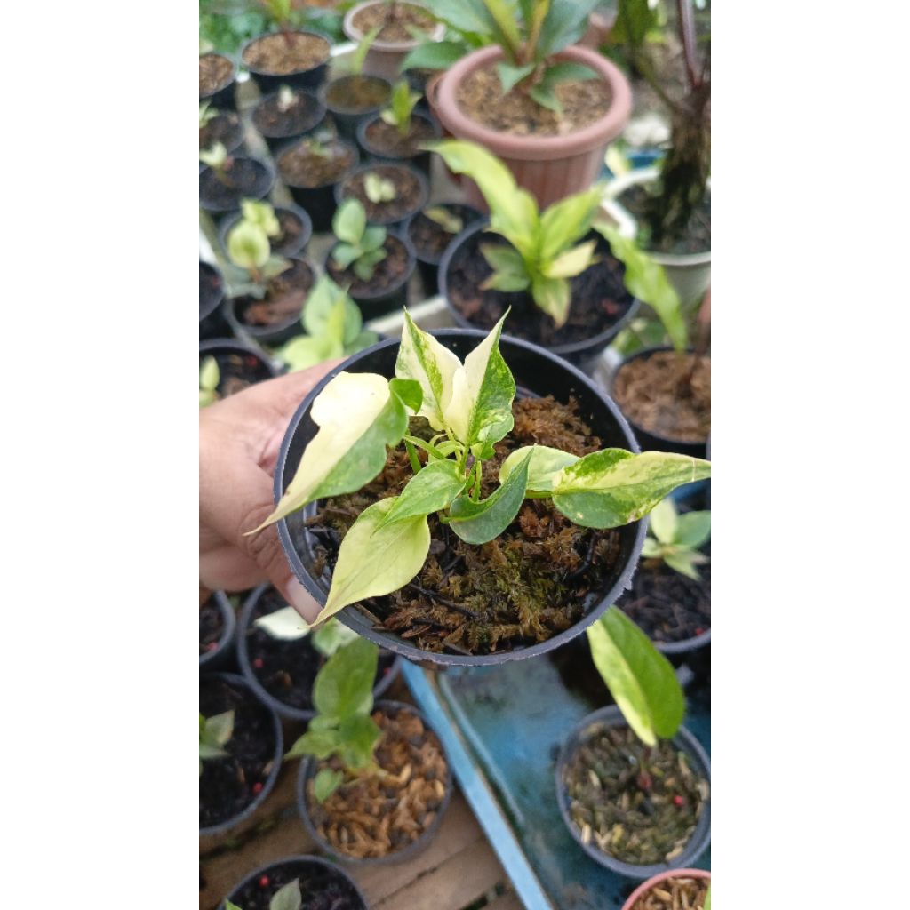 anthurium obor varigata rumpun