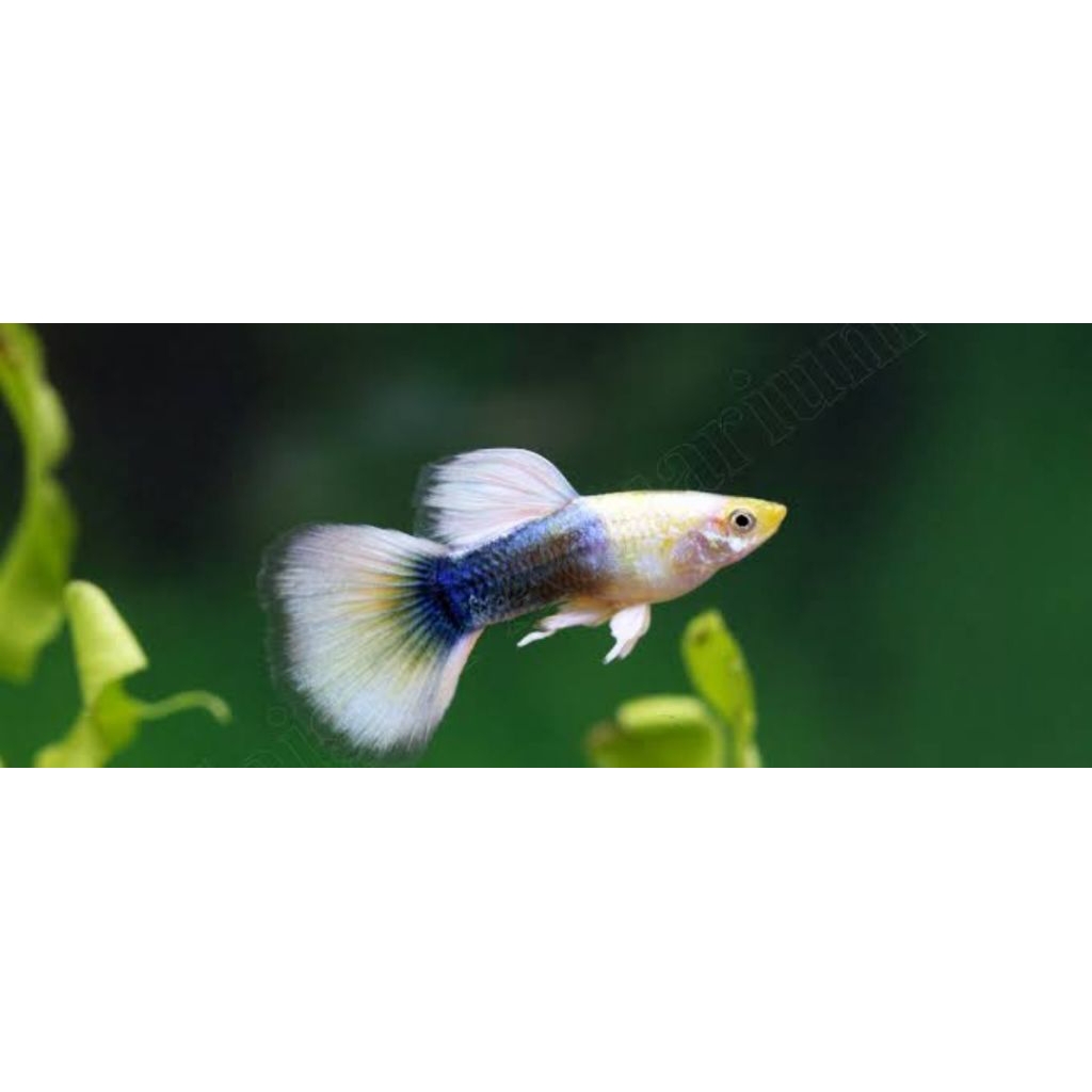 PAKETAN Guppy HB White pastel Indukan Siap Breeding Warna Bersih Premium