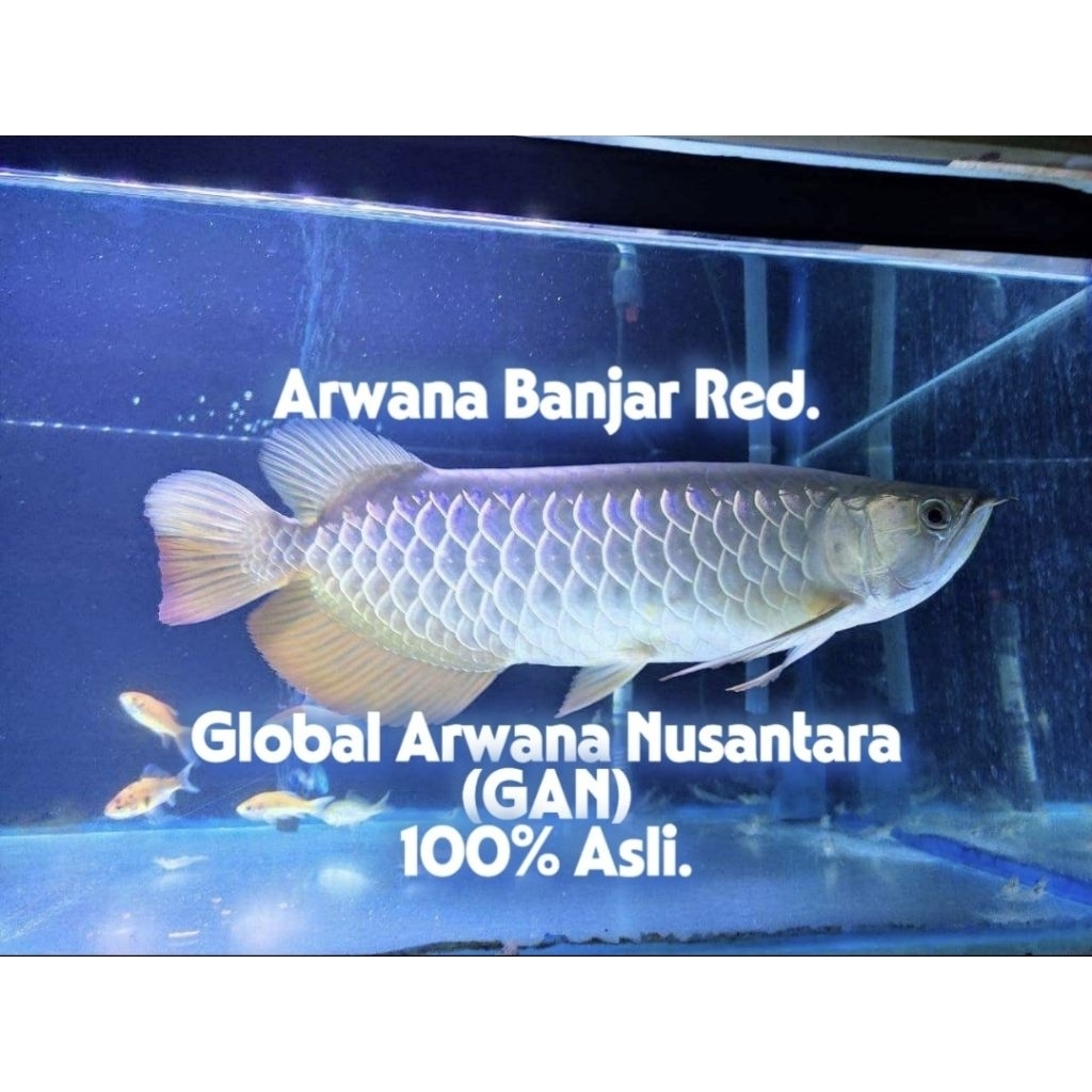 Arwana Banjar Red