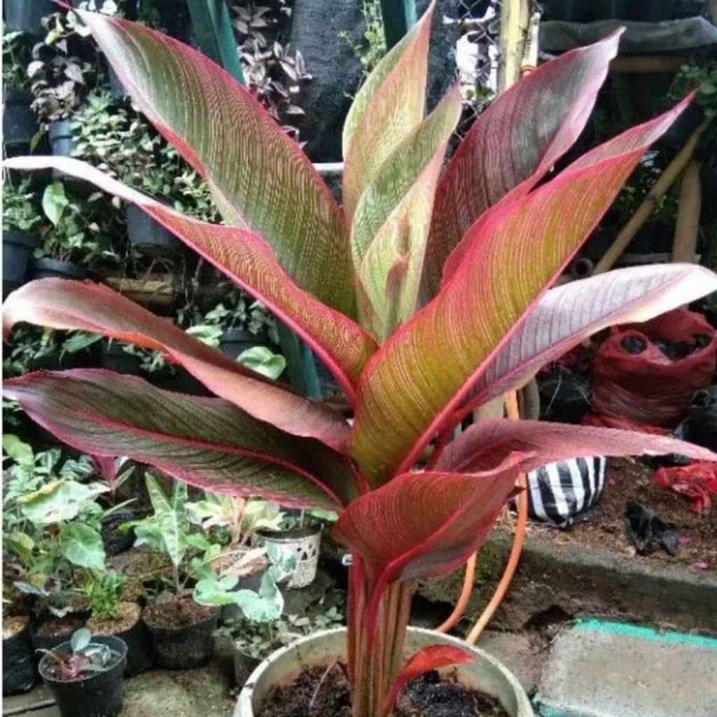 Bibit Tanaman Hias Pisang Bugis Merah