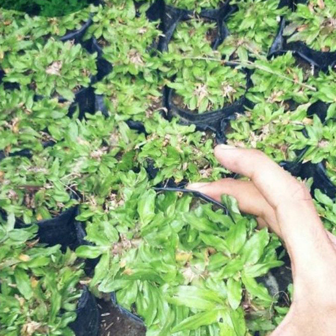 RUMPUT GAJAH MINI (UNTUK TAMAN)