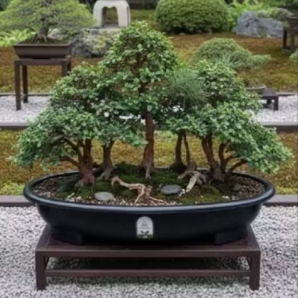 40cm Pot Tanaman Bonsai Premium Kokoh Pot Tanaman Hias Pot pohon Bonsai