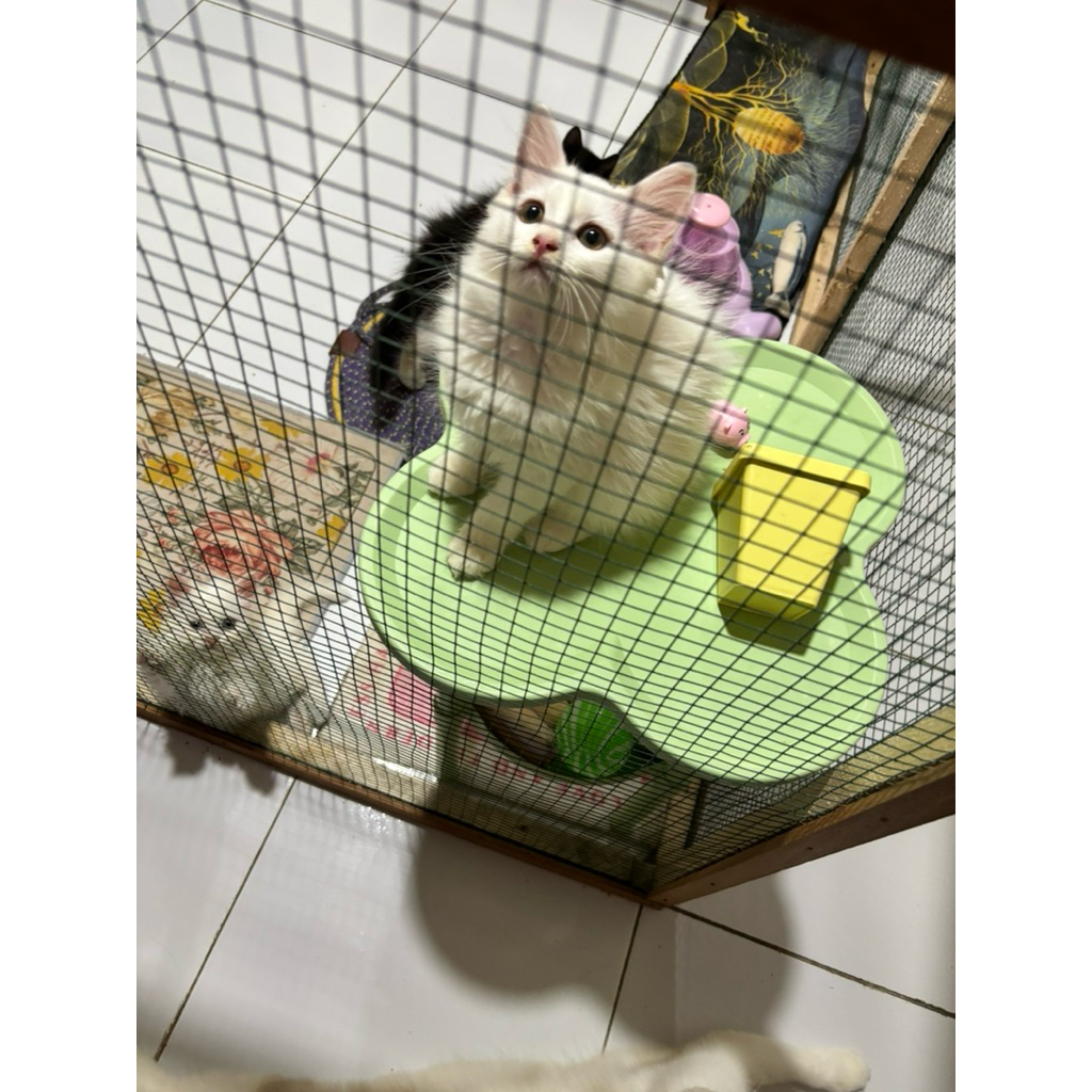 kitten persia mix mc