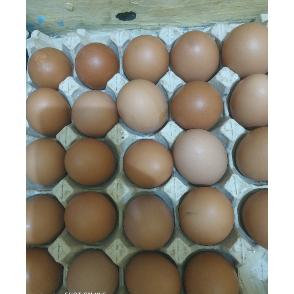 Telur Ayam Negeri isi 10