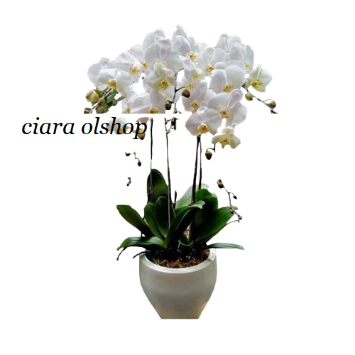 Anggrek Bulan Phalaenopsis amabilis Jawa DEWASA - Bunga Putih Besar, Mudah Dirawat, Siap Berbunga