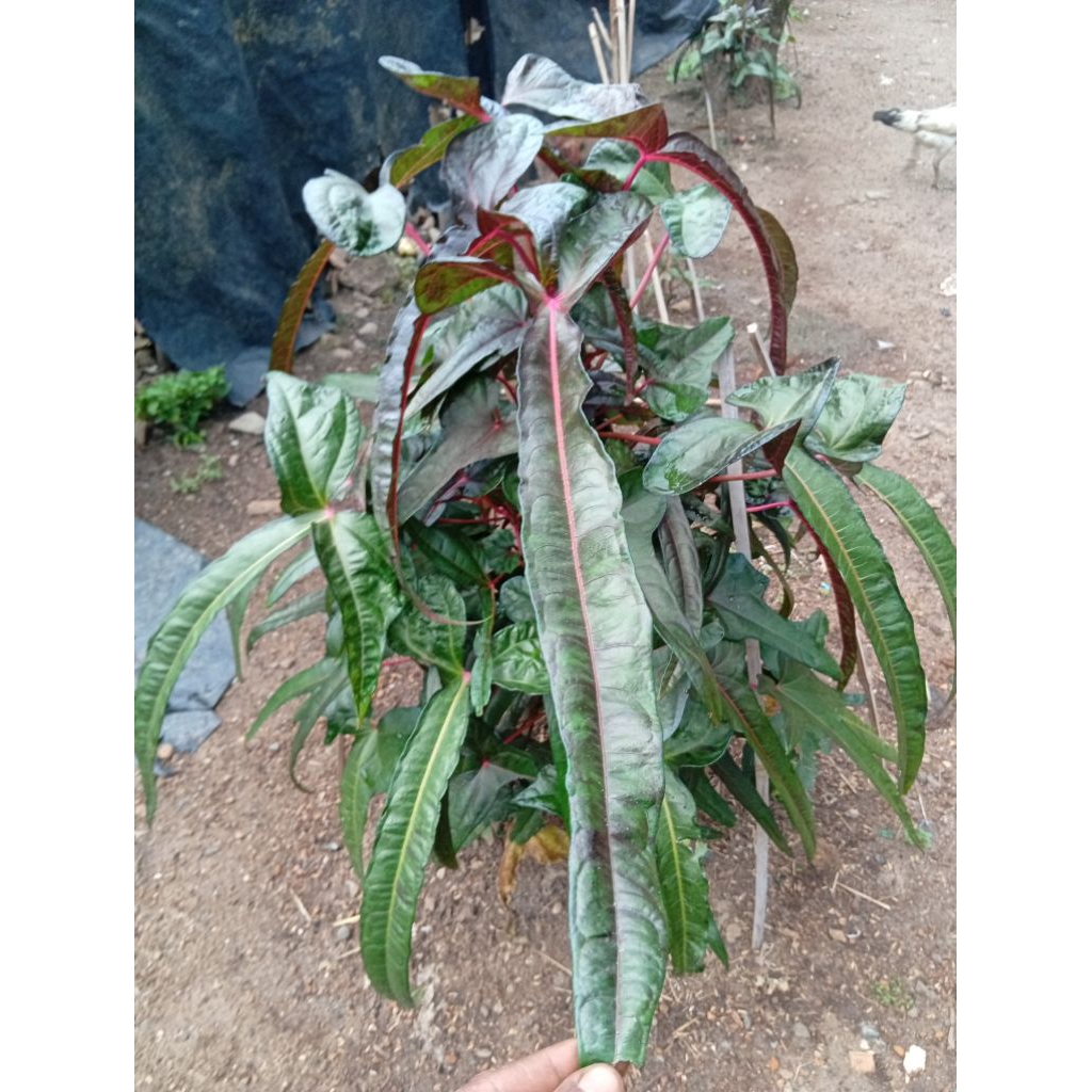 bibit singkong papua cendrawasih
