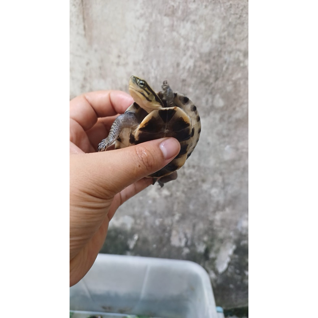 Hiasan Aquarium Kura Ambon / kura fangshen
