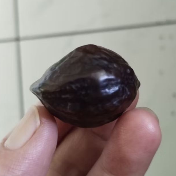 Kemiri Adu Muncang Adu LK Ori Malangbong Pasangan Mewah