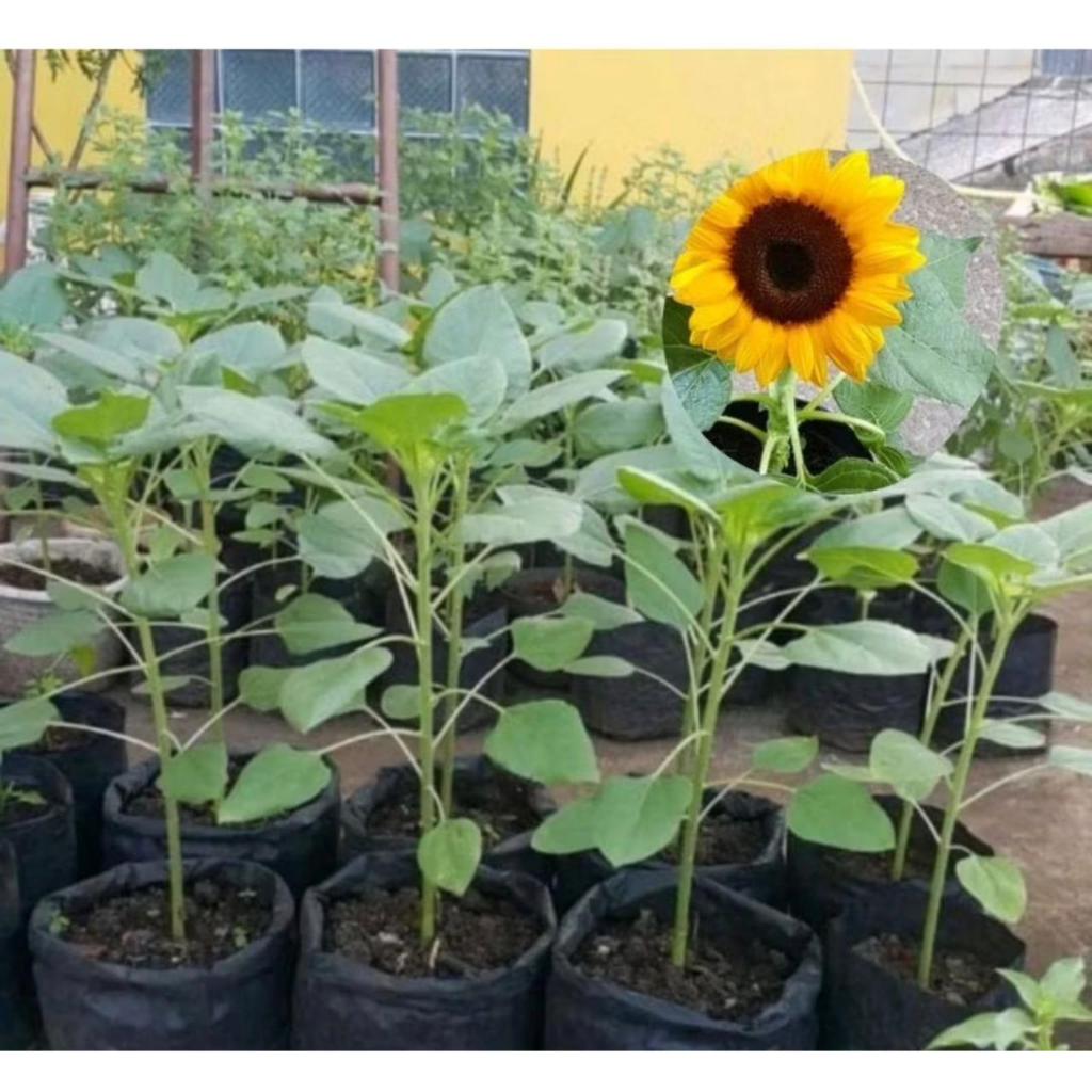 Bunga matahari besar