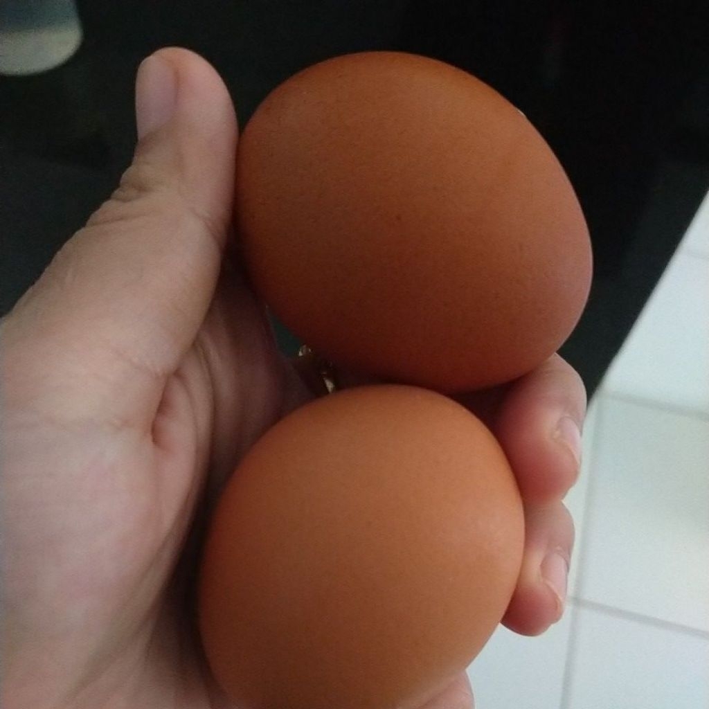 Telur ayam negeri 1KG(PAITON,TANJUNG,SUMBERANYAR,KOTAANYAR,BUCOR dan sekitarnya)