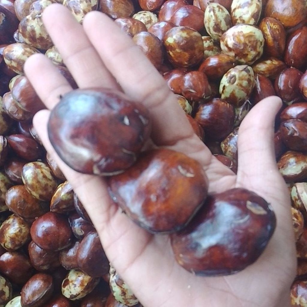 JENGKOL BESAR FULL TUA