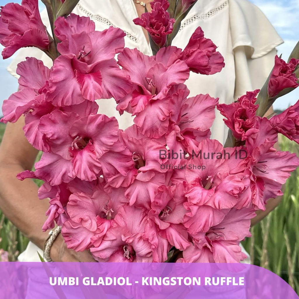Exclusive | Umbi Gladiol Kingston Ruffle - Umbi Bunga Gladiol Import dari Belanda
