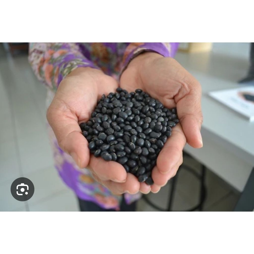 GUDE KAYK GUDE KACANG GUDE BISA BUAT BIBIT GUDE KAYO UNDIS Gude, kacang gude, kacang kayo, atau kaca