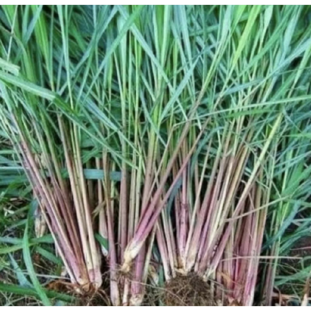 Pohon Sereh Merah/ Tanaman Sereh Merah Sereh Wangi