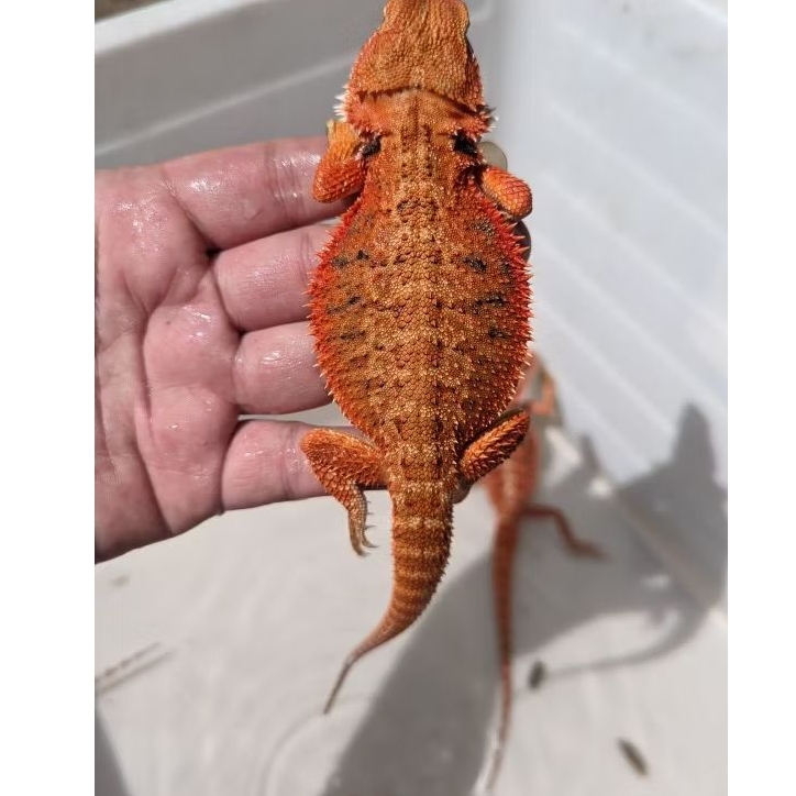 GR Reptile Super red het trans/ hypo trans juveniel 30-35cm