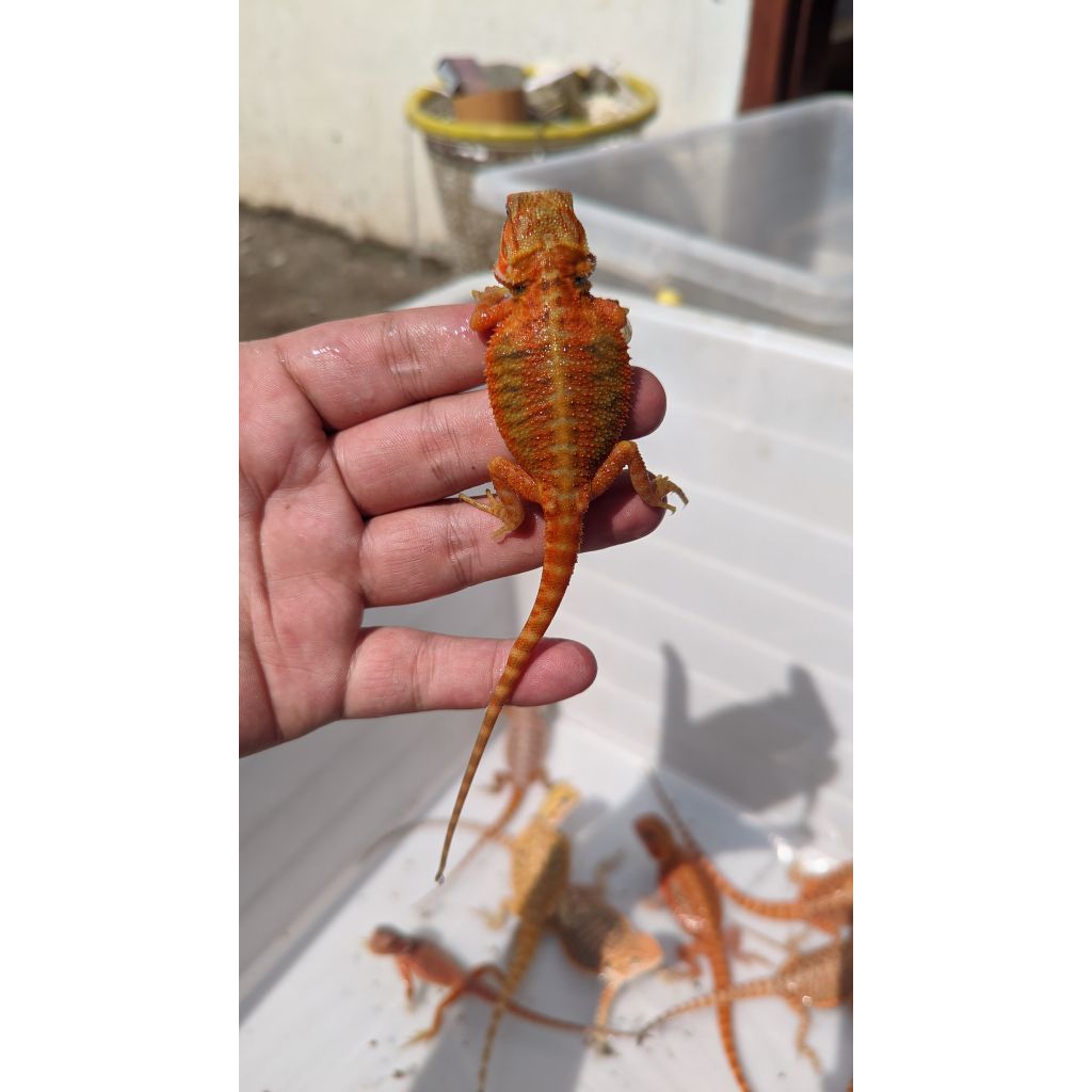 G.R BD Red Hypo baby up
